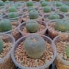 5 L.W cactus plants 3 to 3.5 cm diameter