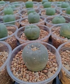 5 L.W cactus plants 3 to 3.5 cm diameter