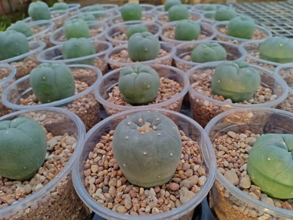 5 L.W cactus plants 3 to 3.5 cm diameter