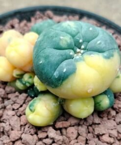 L.W Caespitosa Variegated 10cm